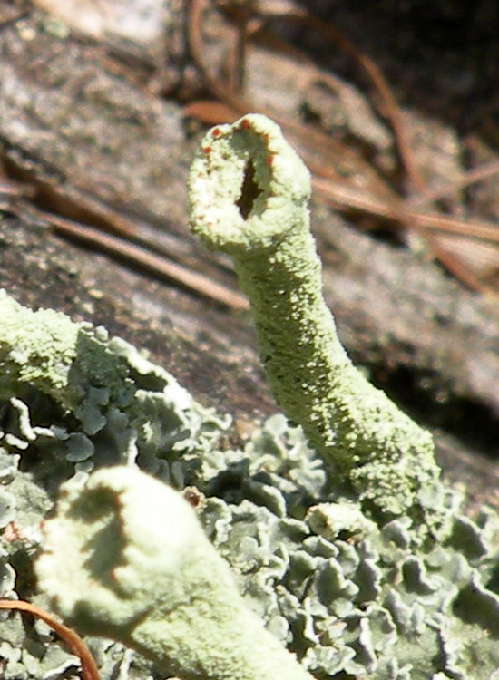 Tutte Cladonia fimbriata?